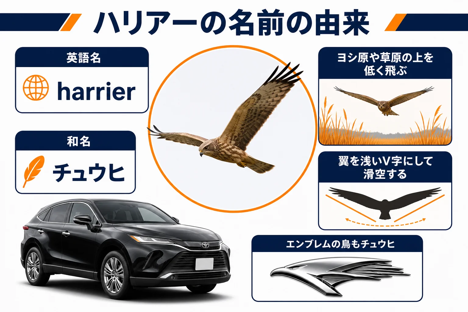 ハリアーの名前の由来とチュウヒの特徴をまとめた図解